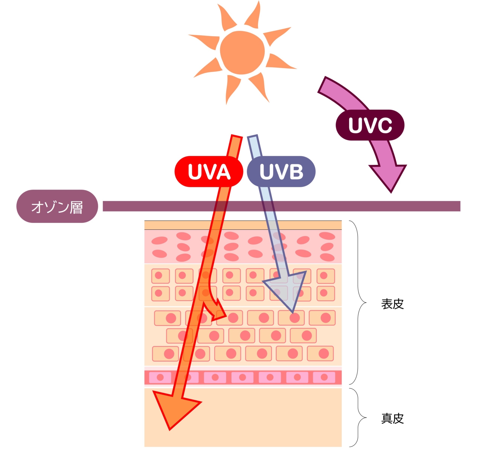 肌について学ぼう⑤～紫外線の影響とサンケア～